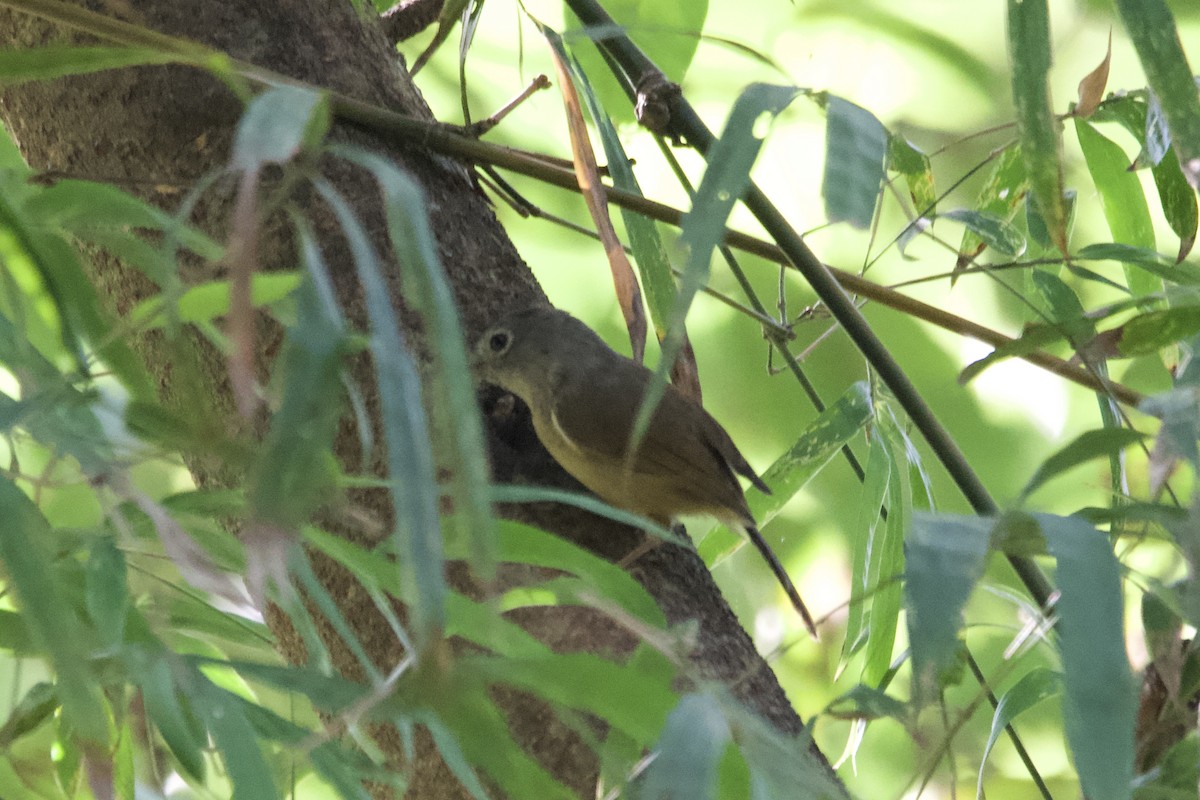 Huet's Fulvetta - ML643400873