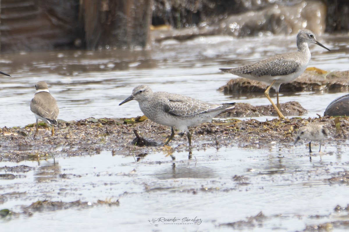 Red Knot - ML643400877