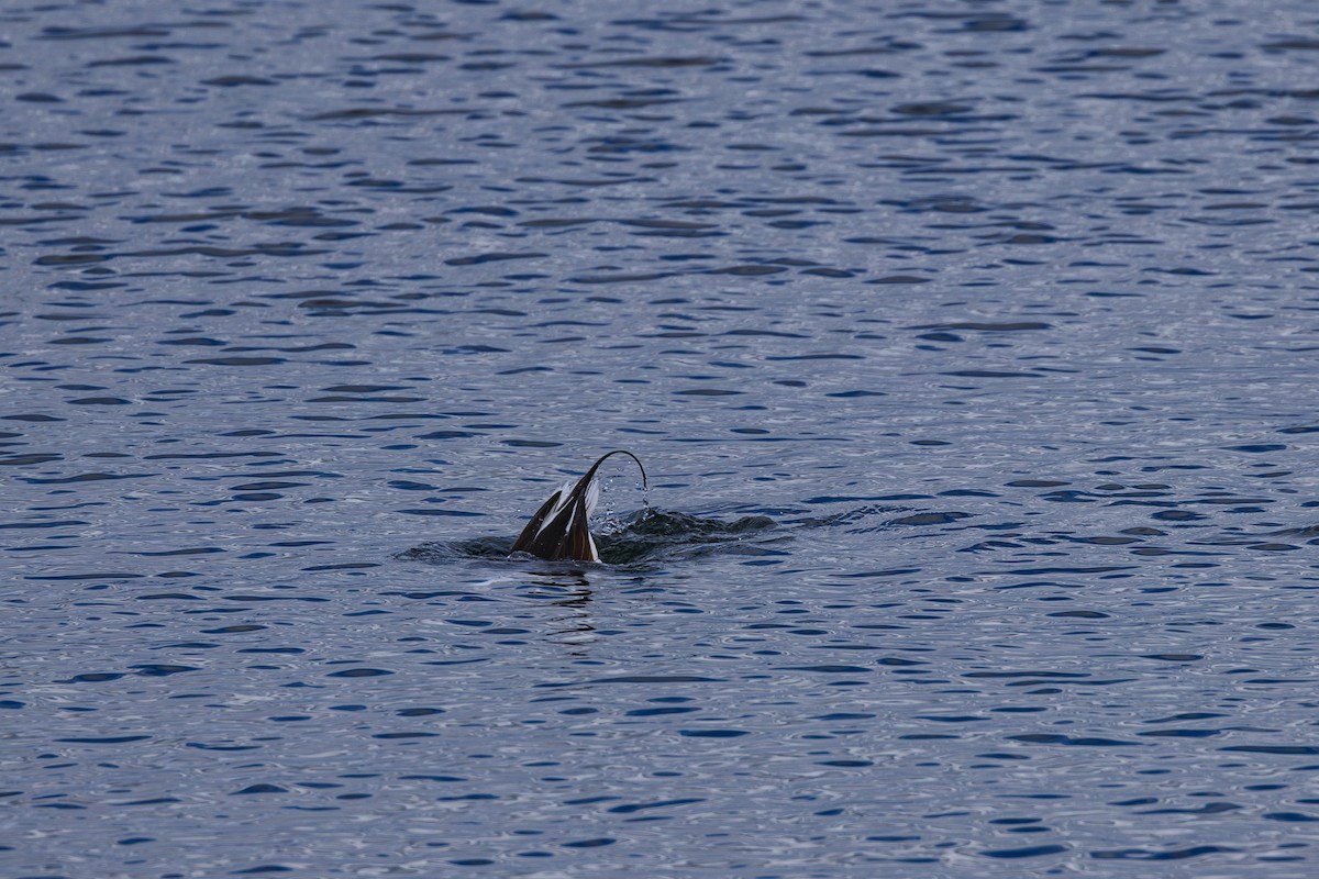 Long-tailed Duck - ML643400890
