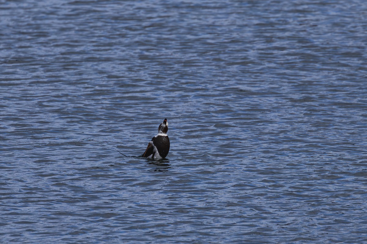 Long-tailed Duck - ML643400891
