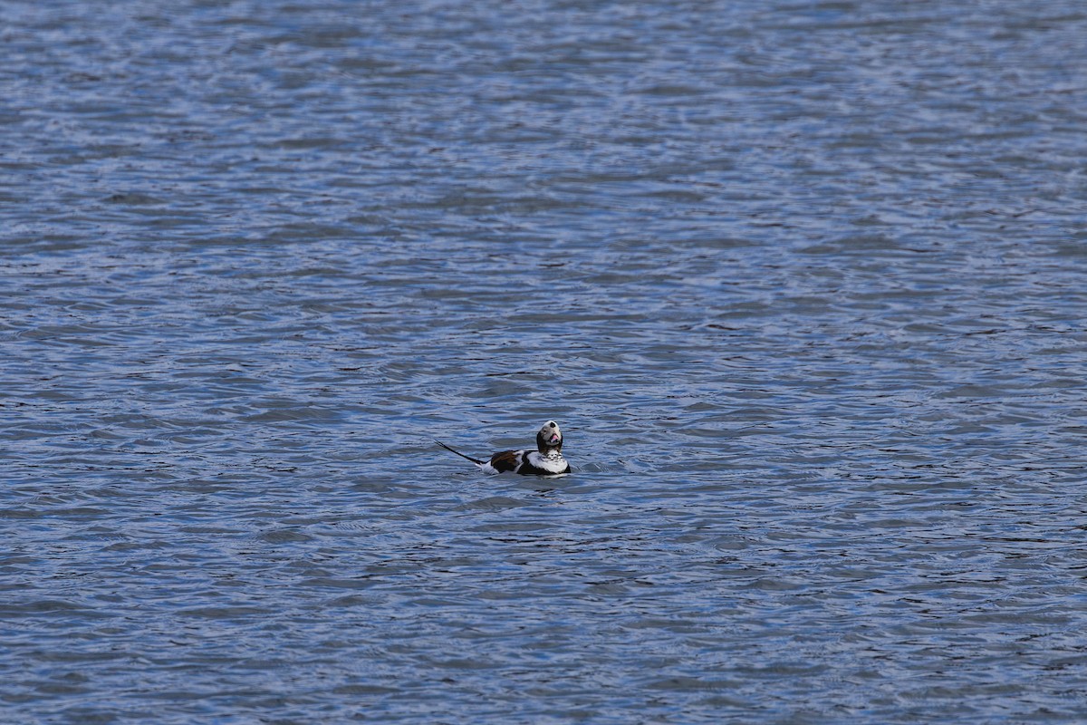 Long-tailed Duck - ML643400892
