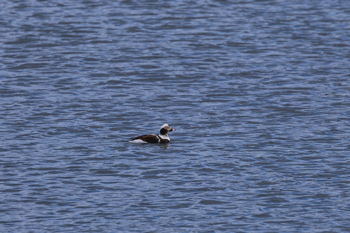 Long-tailed Duck - ML643400893