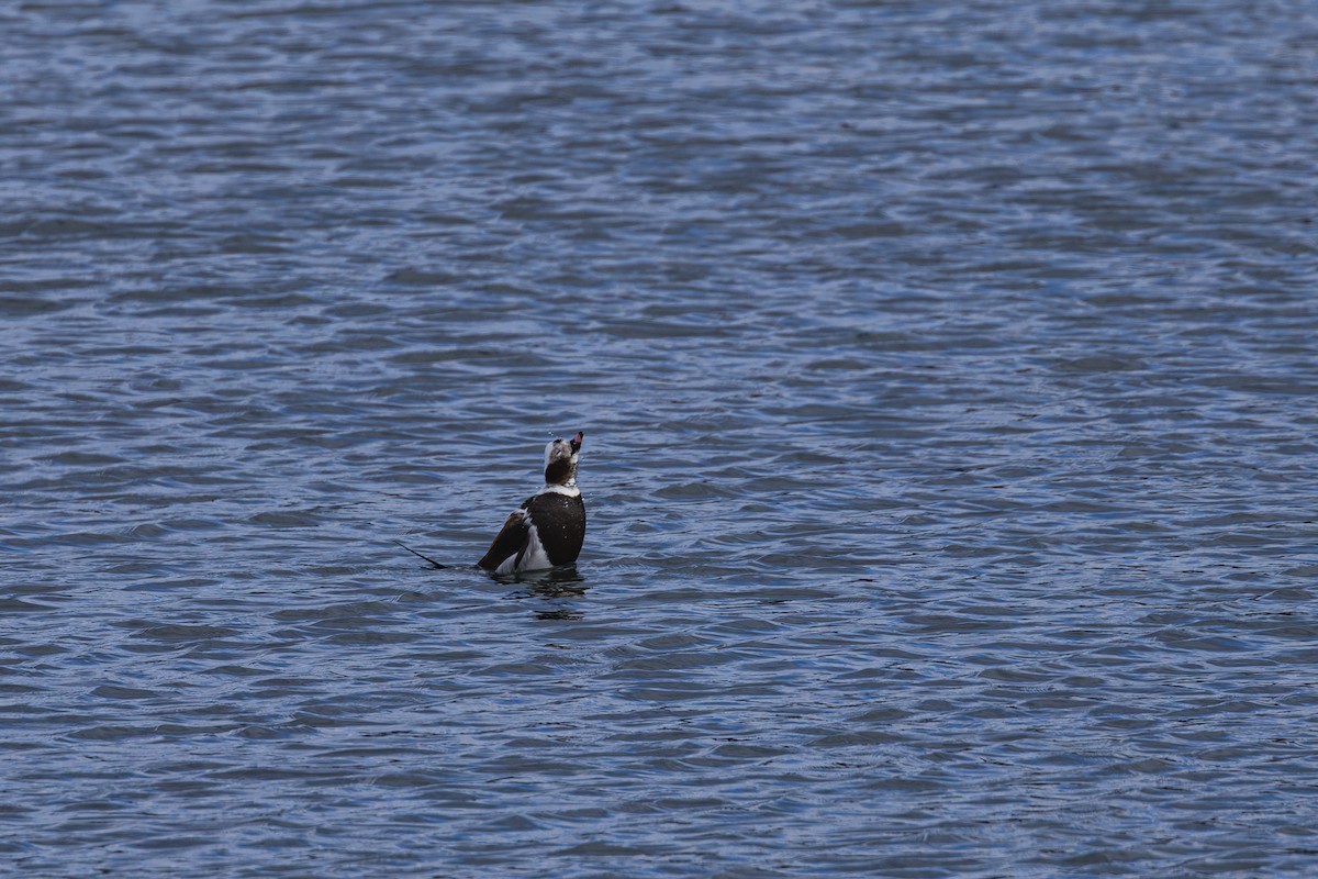 Long-tailed Duck - ML643400894