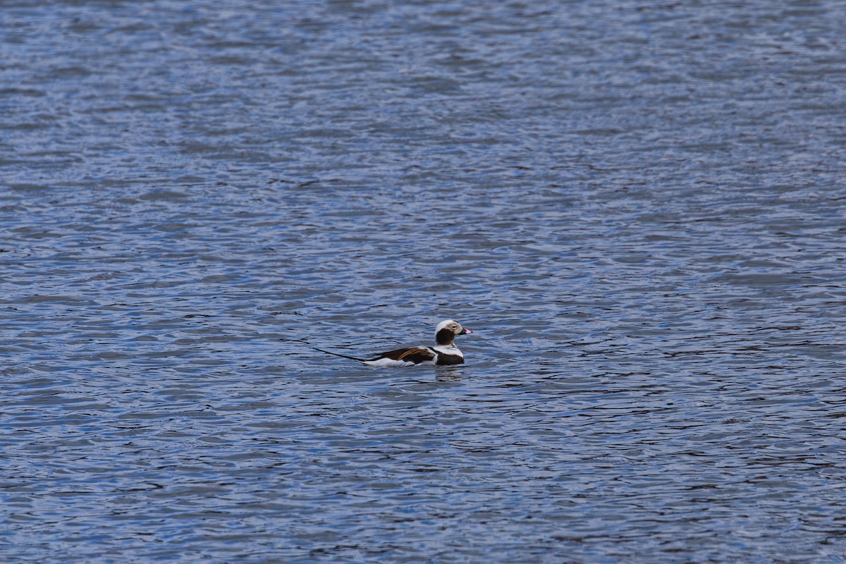 Long-tailed Duck - ML643400895