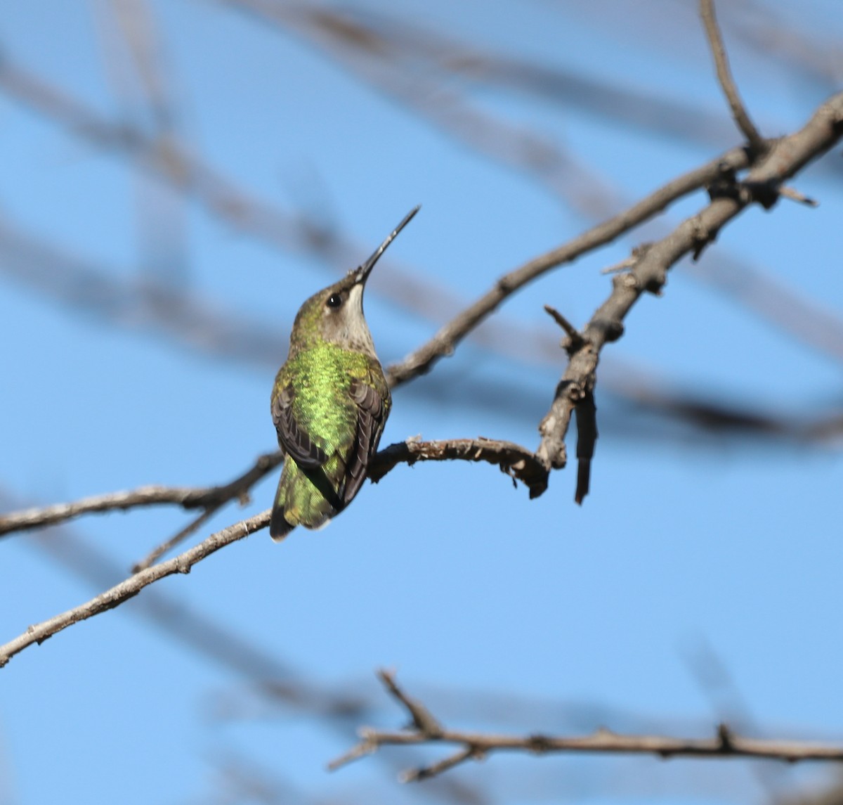 Yakut Boğazlı Kolibri - ML643400904