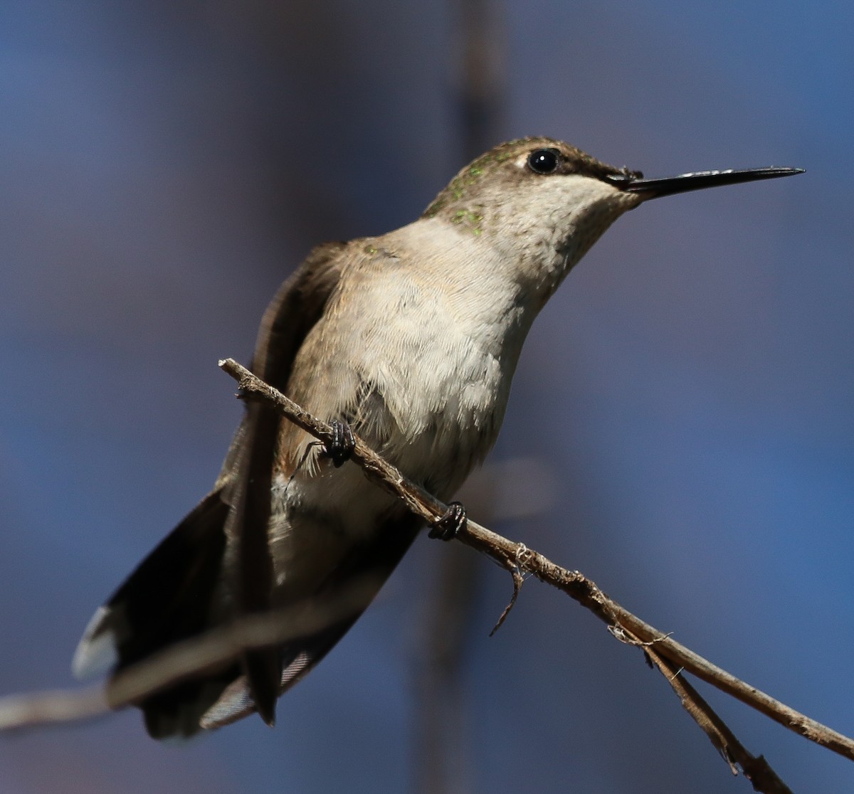 Yakut Boğazlı Kolibri - ML643400905