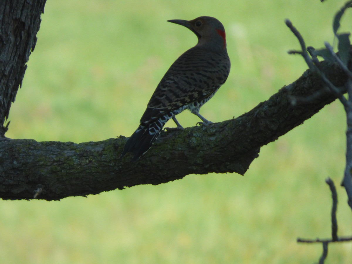 Northern Flicker - ML643400913