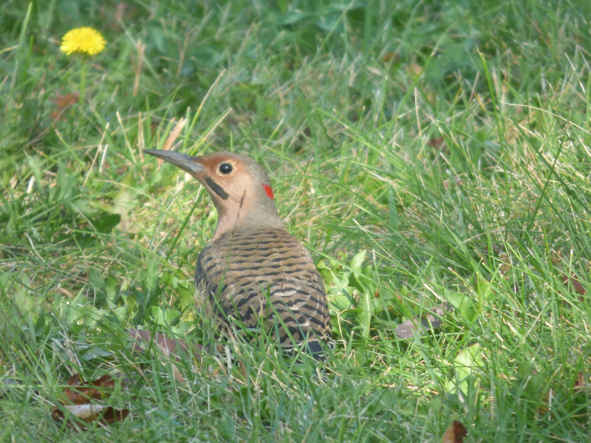 Northern Flicker - ML643400914