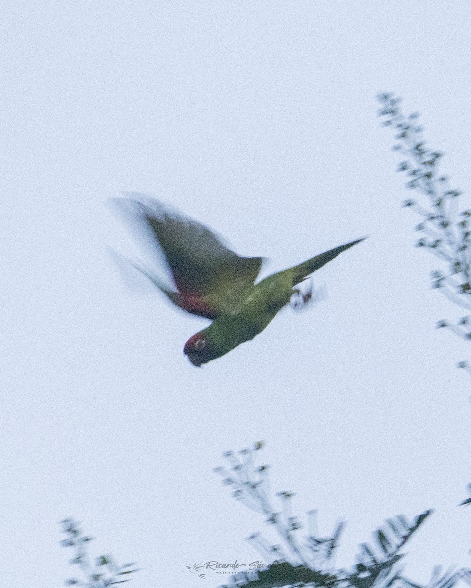 Red-masked Parakeet - ML643400920