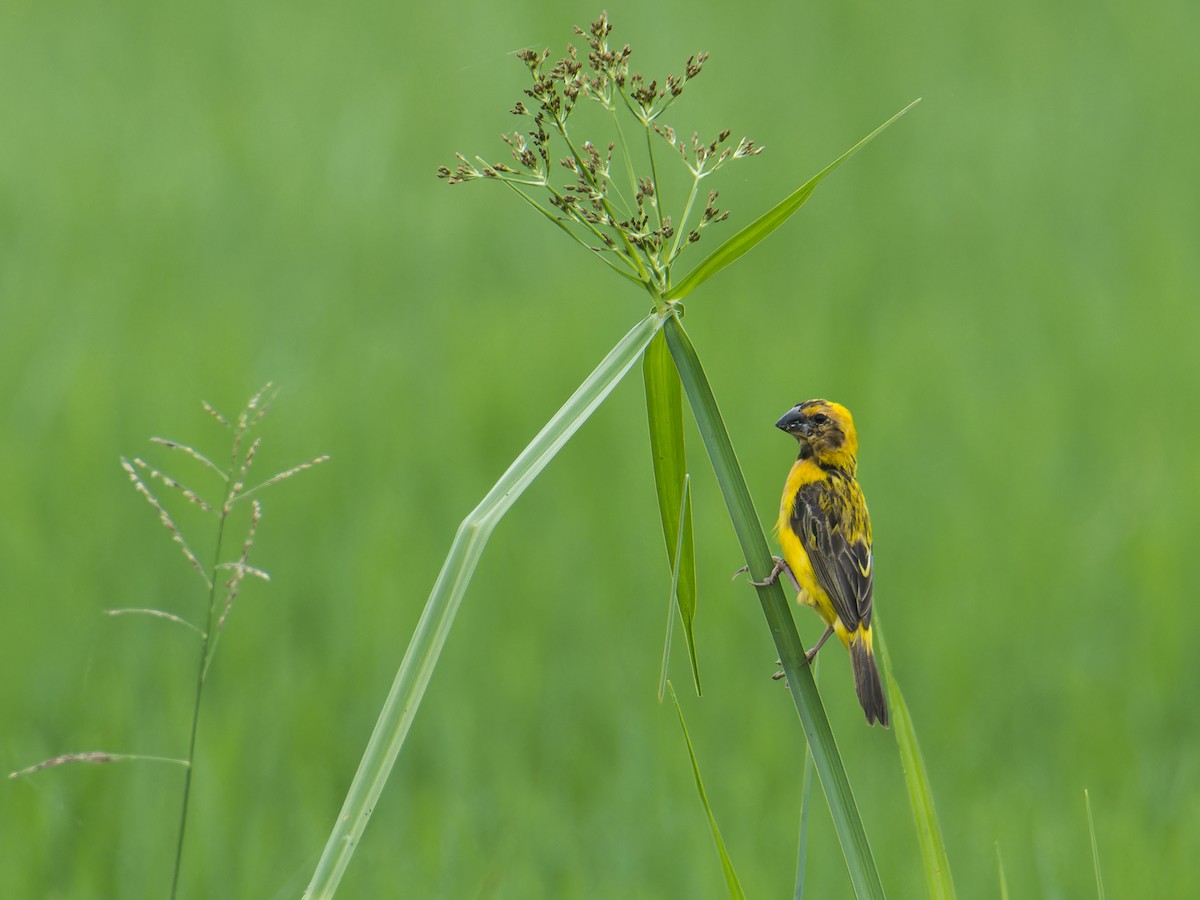 Asian Golden Weaver - ML643400928