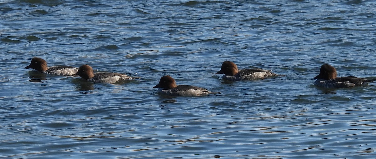 Common Goldeneye - ML643400955