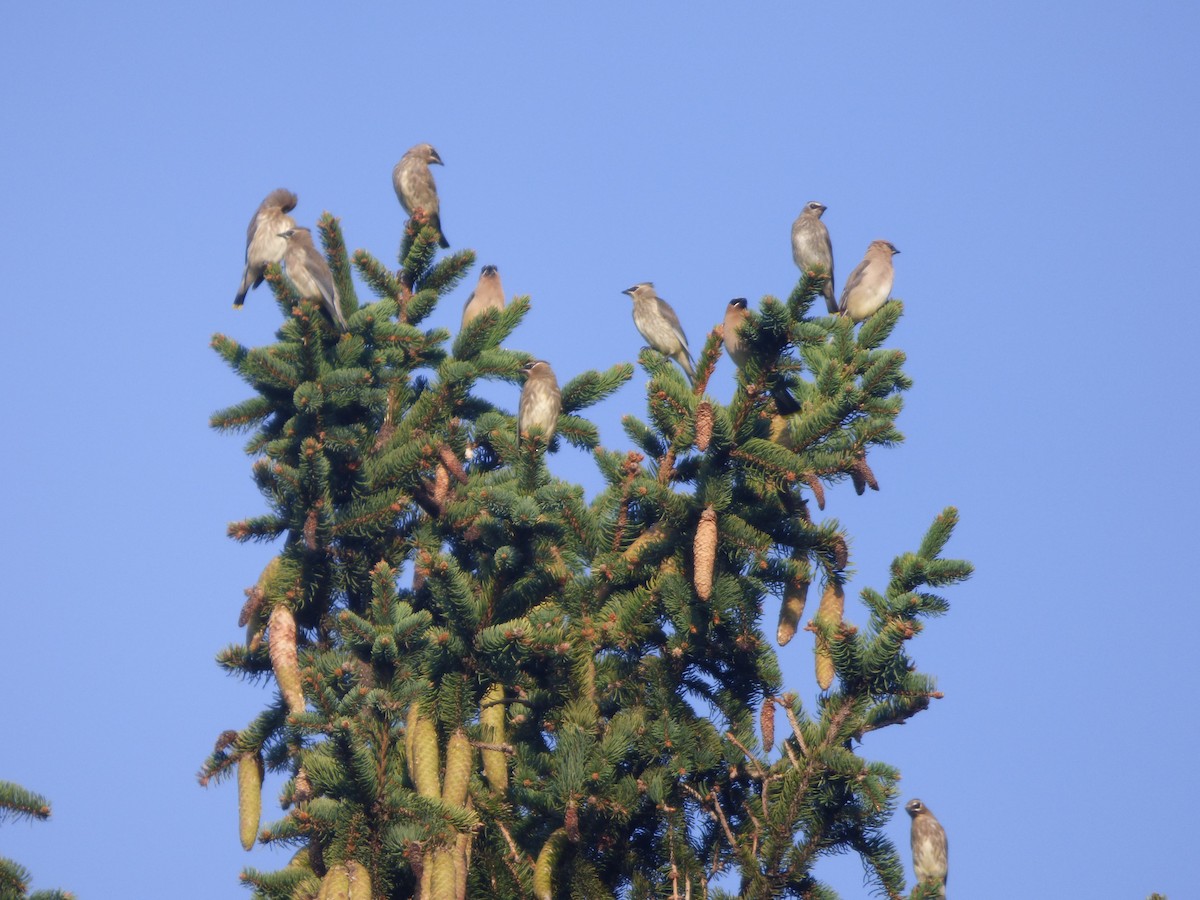 Cedar Waxwing - ML643400967