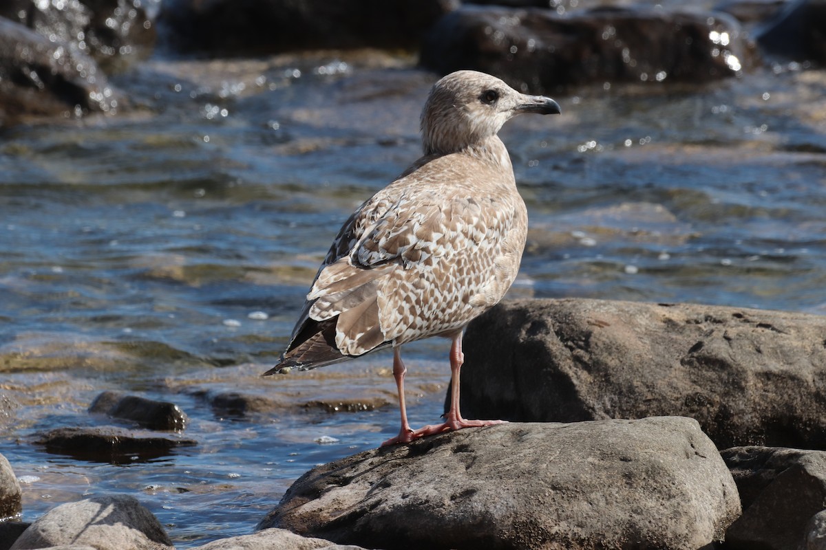 American Herring Gull - ML643400979