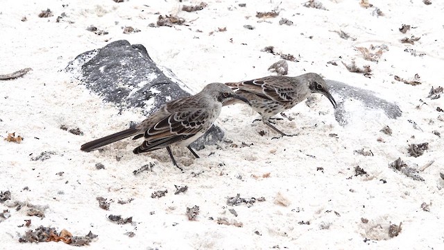 Española Mockingbird - ML643400993