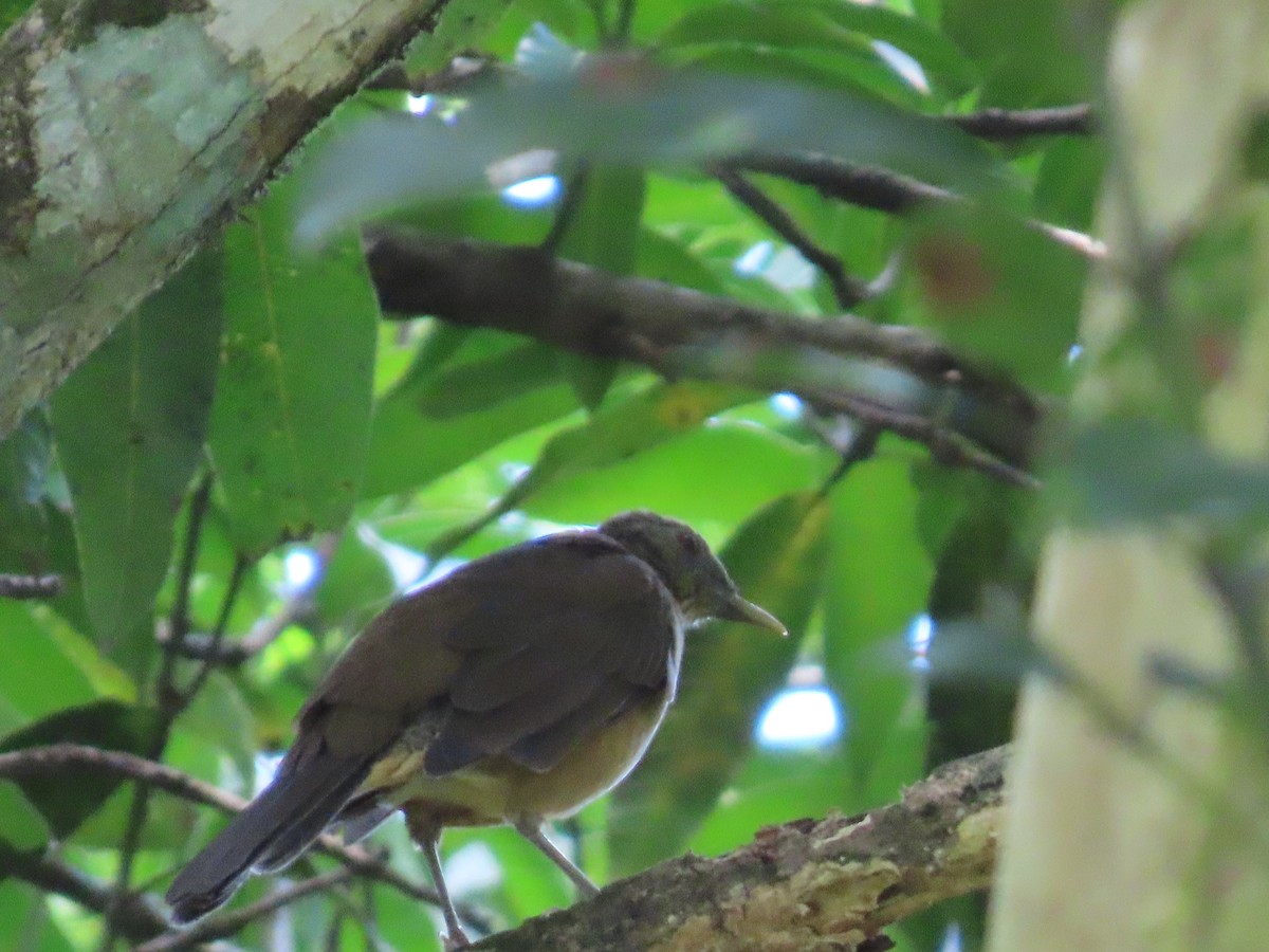Clay-colored Thrush - ML643400994