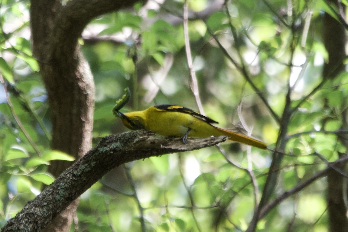 Minivet écarlate - ML643400998