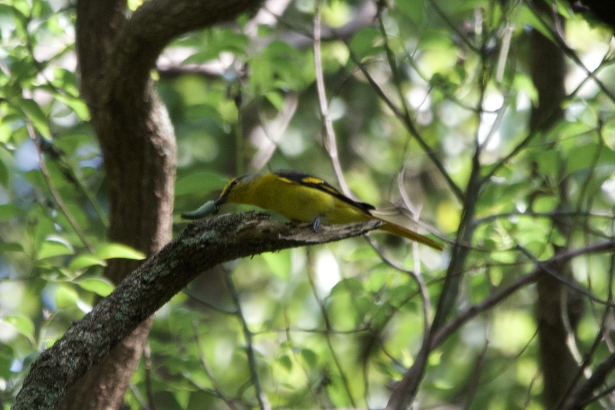 Minivet écarlate - ML643400999