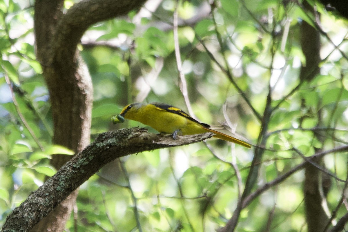 Minivet écarlate - ML643401000