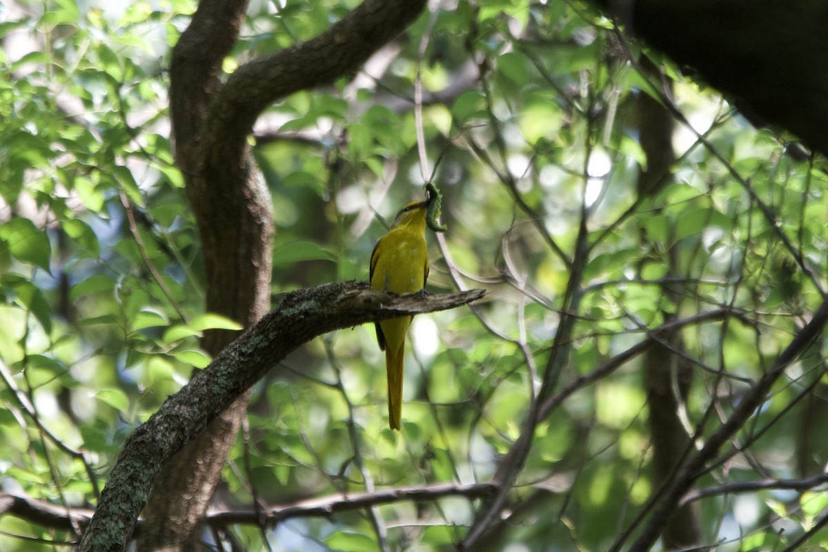 Minivet écarlate - ML643401001