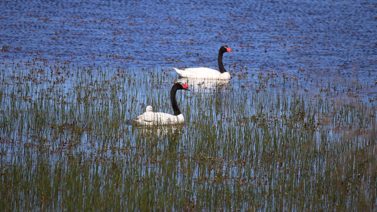 Black-necked Swan - ML643401007