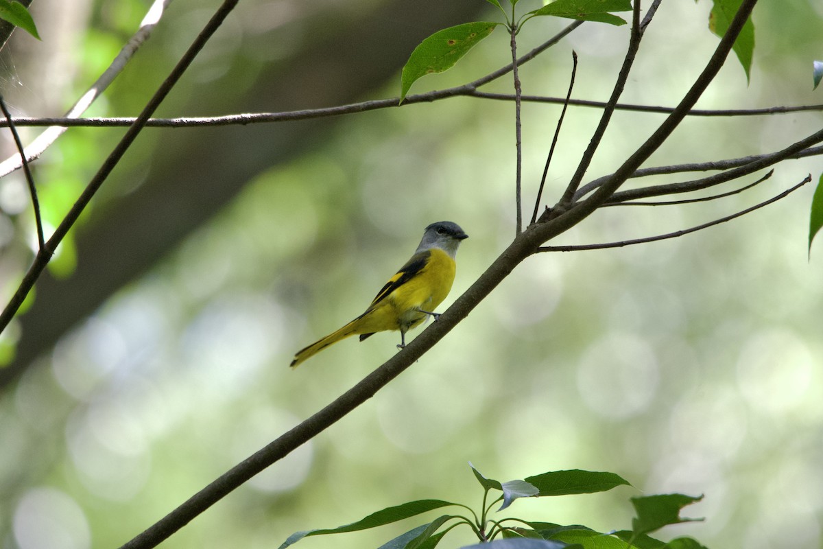 Gray-chinned Minivet - ML643401009