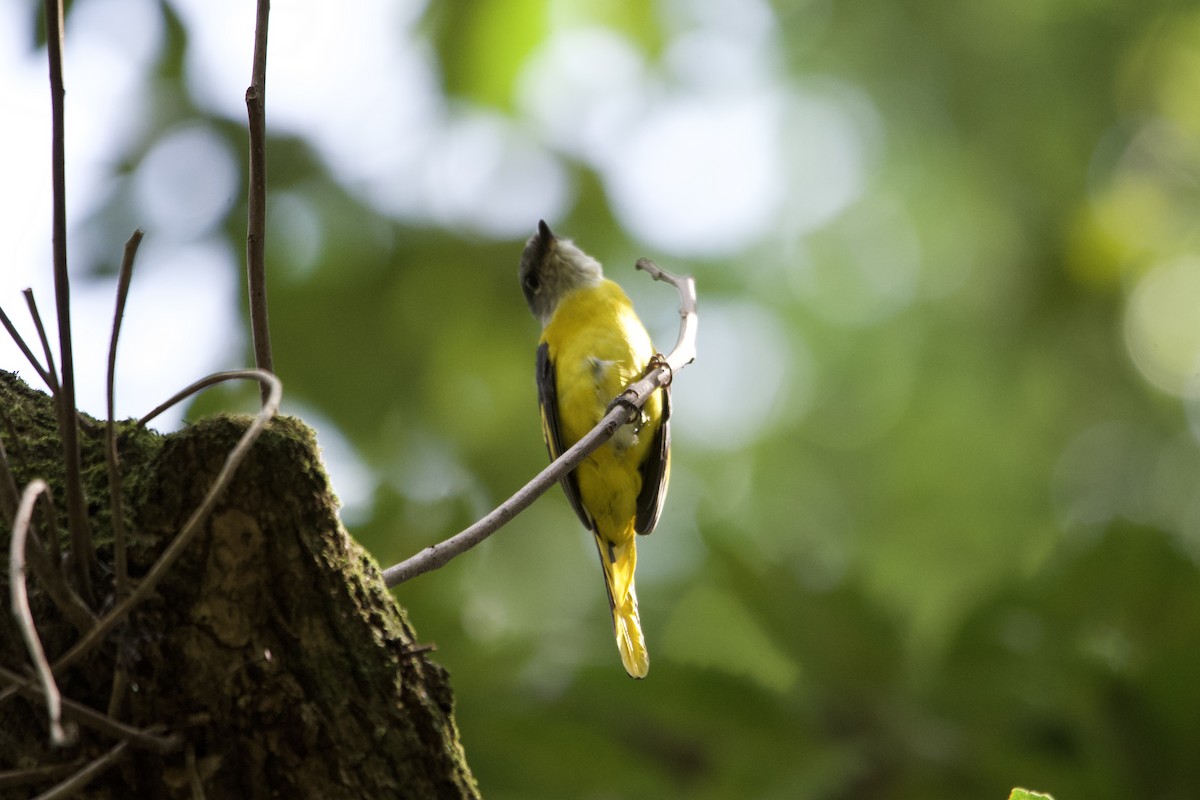 Gray-chinned Minivet - ML643401010