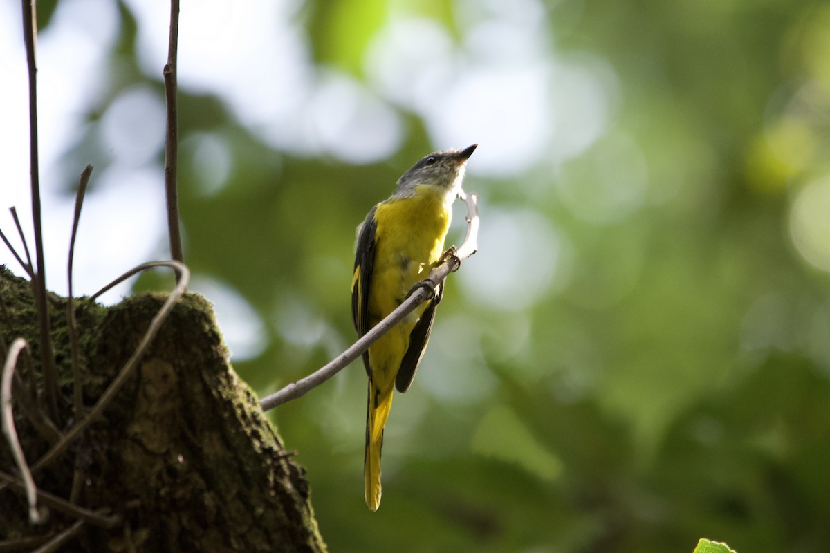 Gray-chinned Minivet - ML643401011
