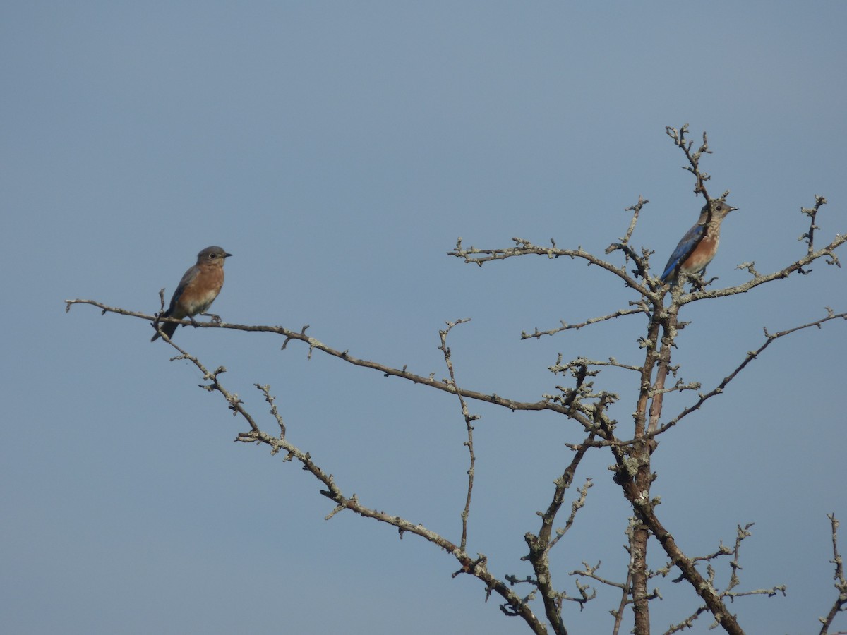 Eastern Bluebird - ML643401031