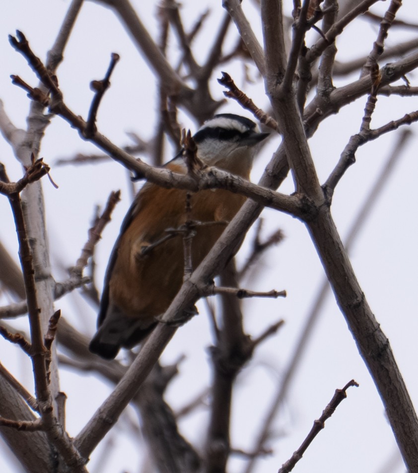 Red-breasted Nuthatch - ML643401033