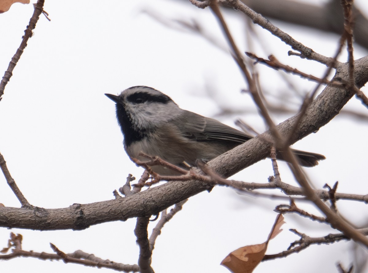 Mountain Chickadee - ML643401050