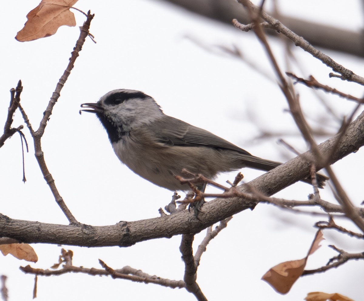 Mountain Chickadee - ML643401051