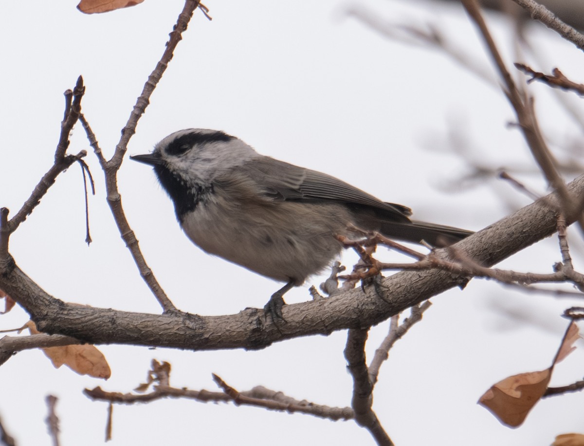 Mountain Chickadee - ML643401052