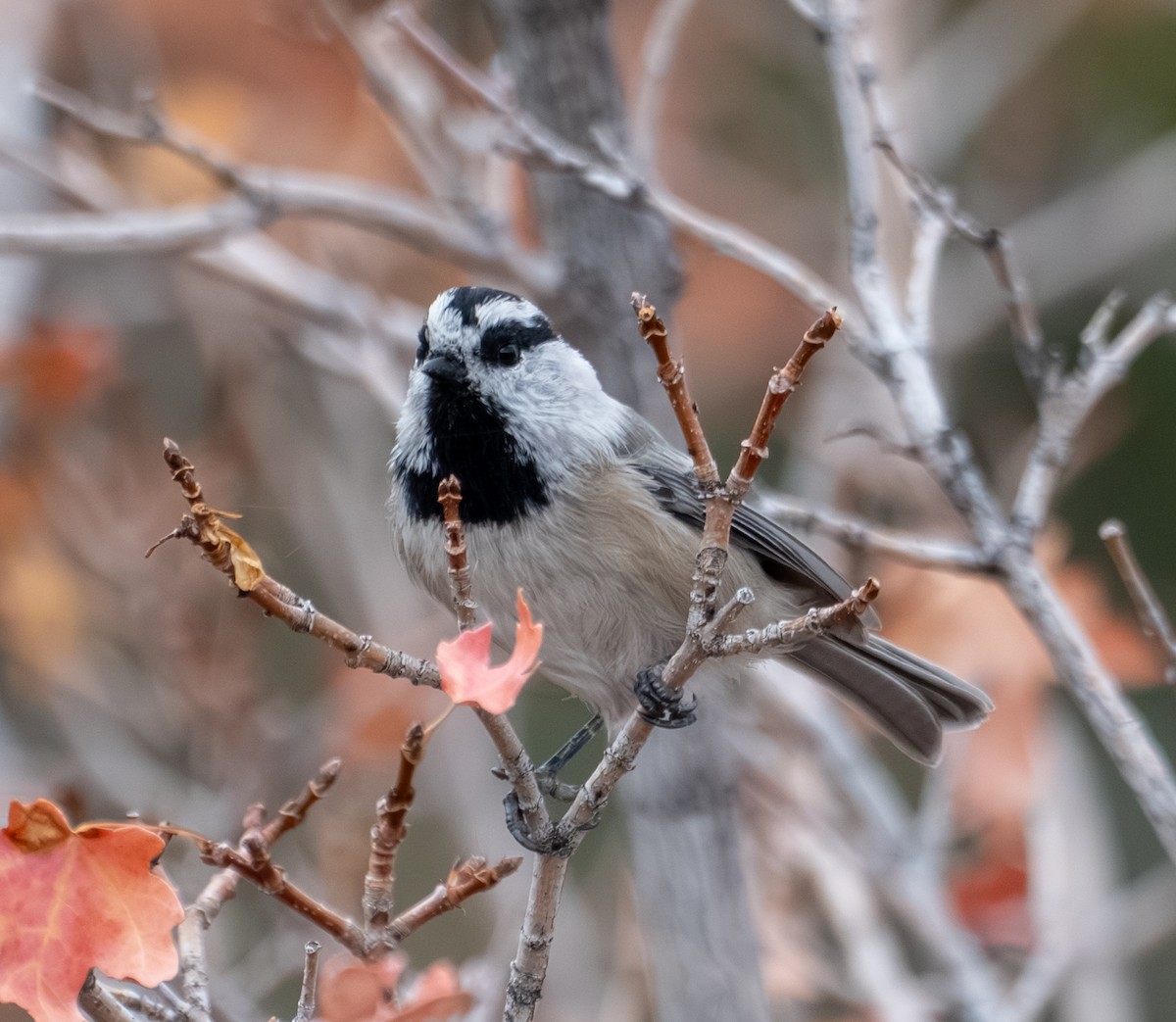 Mountain Chickadee - ML643401053
