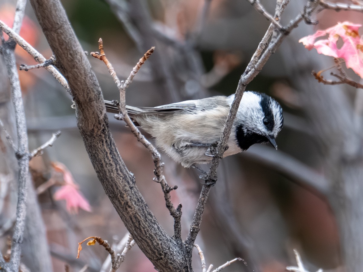 Mountain Chickadee - ML643401056