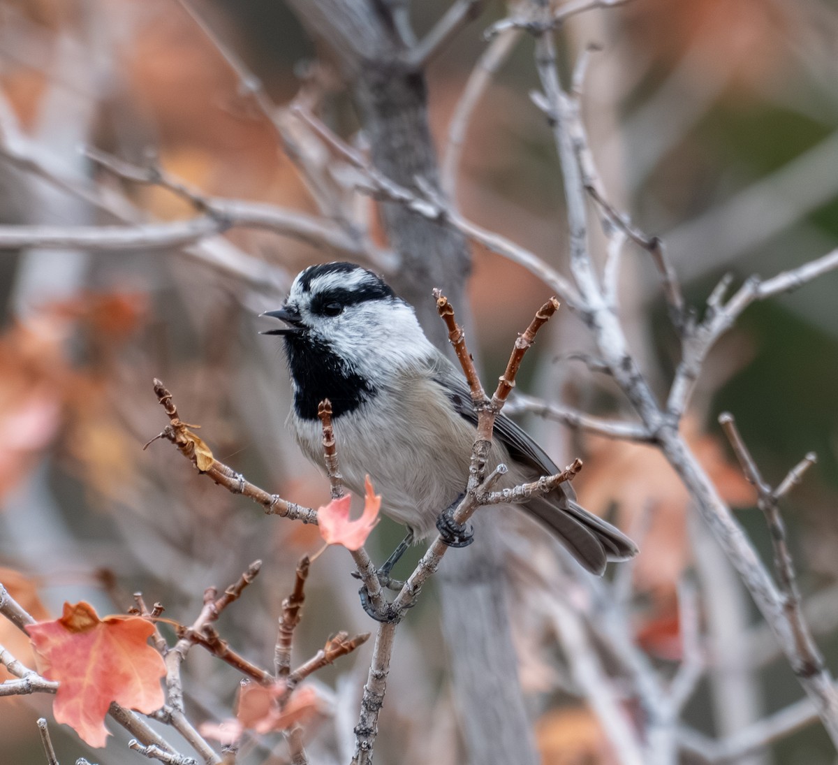 Mountain Chickadee - ML643401057