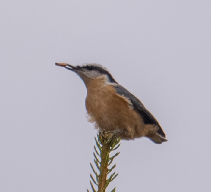 Red-breasted Nuthatch - ML643401063