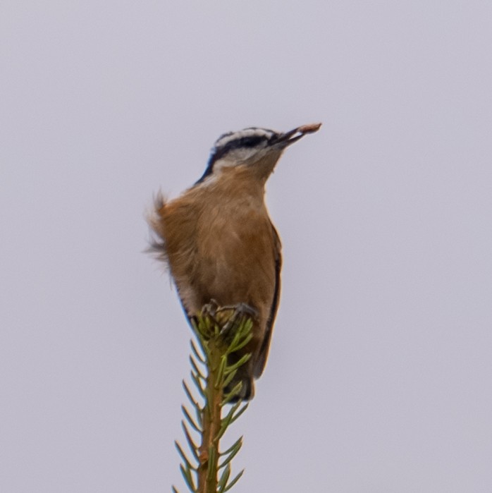Red-breasted Nuthatch - ML643401064