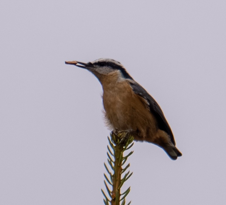 Red-breasted Nuthatch - ML643401065