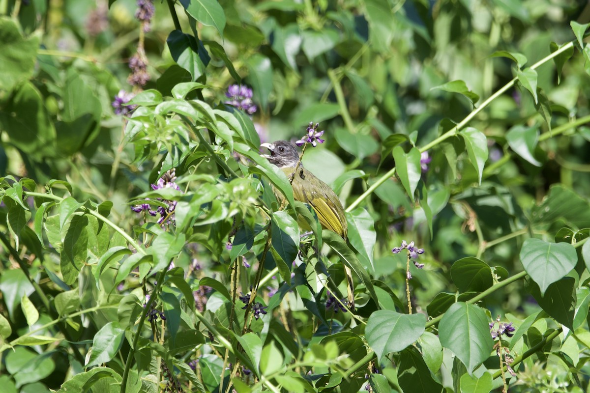 白環鸚嘴鵯 - ML643401080