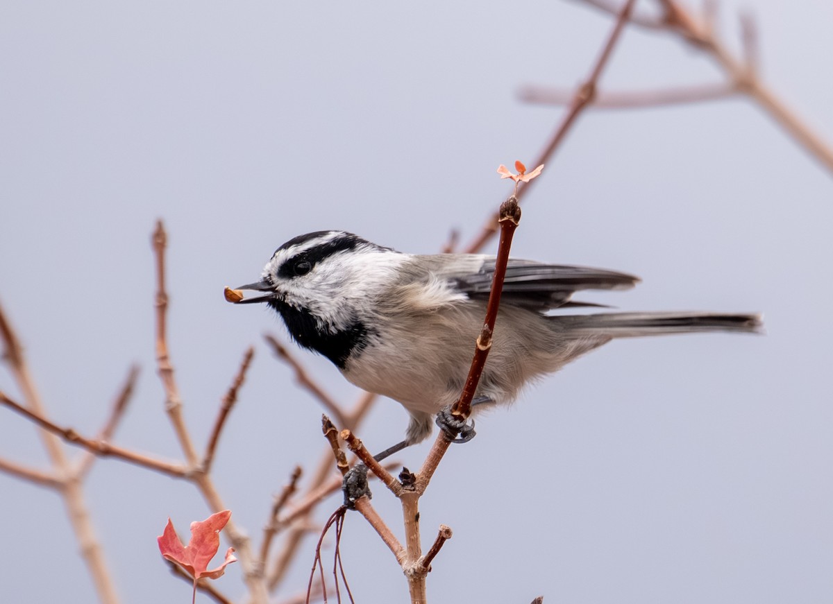 Mountain Chickadee - ML643401086