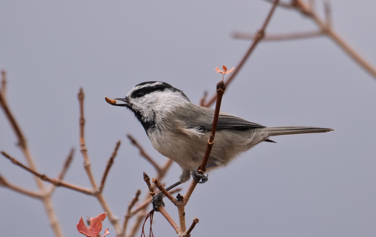 Mountain Chickadee - ML643401087