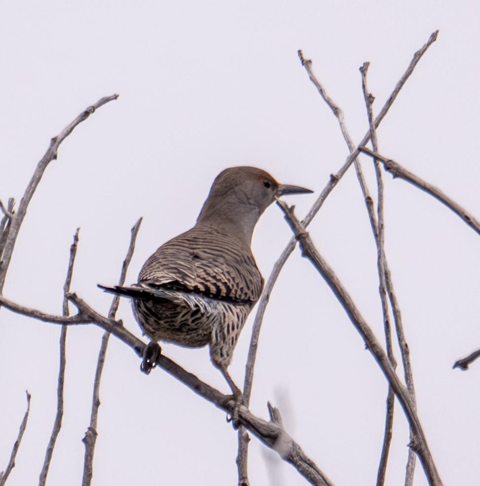 Northern Flicker (Red-shafted) - ML643401094