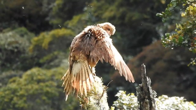 Mountain Caracara - ML643401098