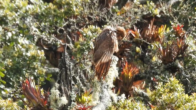 Mountain Caracara - ML643401099
