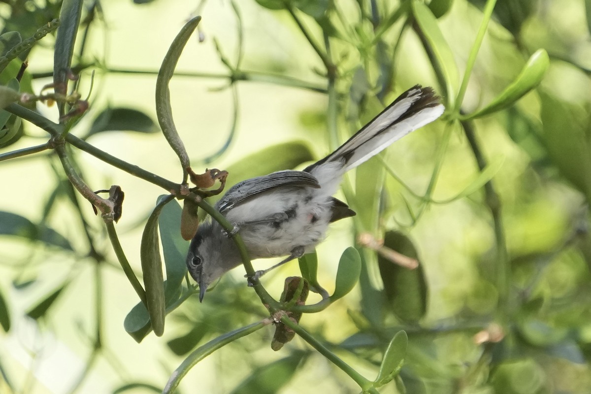 Masked Gnatcatcher - ML643401101