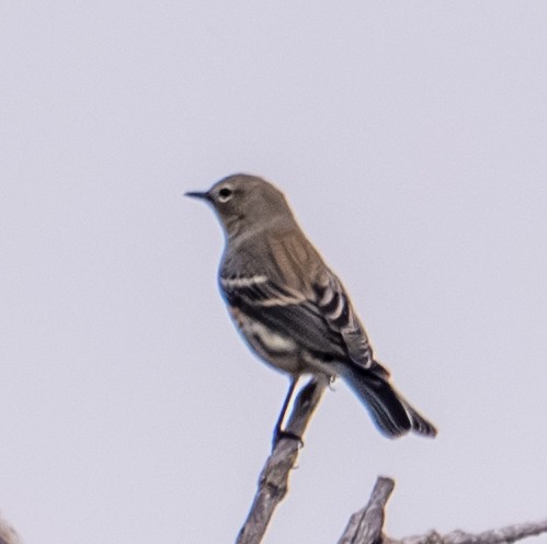Townsend's Solitaire - ML643401109
