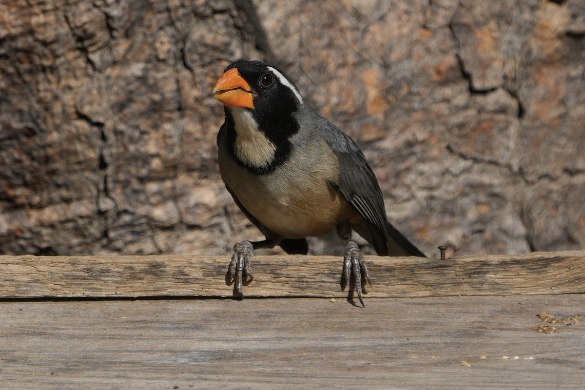 Golden-billed Saltator - ML643401116