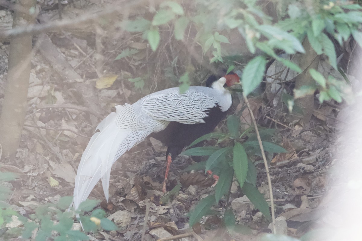 Silver Pheasant - ML643401118