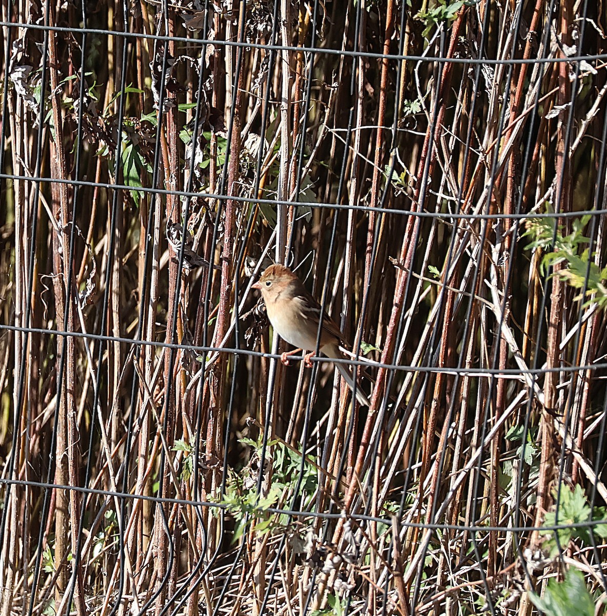 Field Sparrow - ML643401122