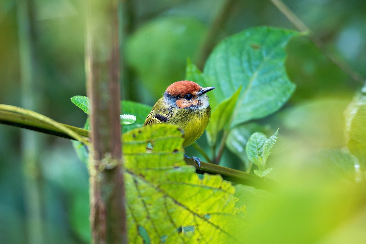 Rufous-crowned Tody-Flycatcher - ML643401171